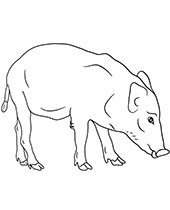 Animal Indian boar coloring sheet