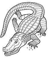 African crocodile coloring sheet reptile