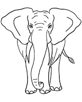 True elephant coloring page