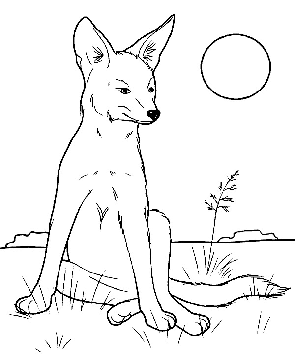 Fox coloring page wild animal