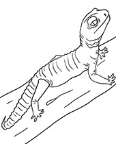 Gacko coloring picture