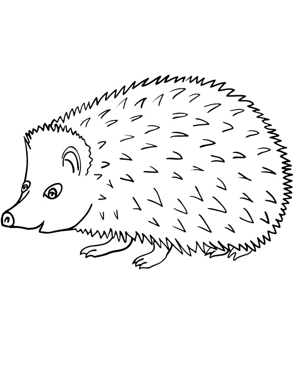Hedgehog coloring page animal