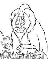 Realistic mandril coloring pages