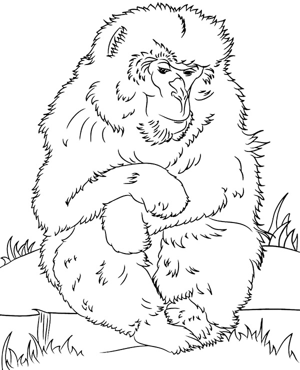 Realistic macaque coloring page monkey