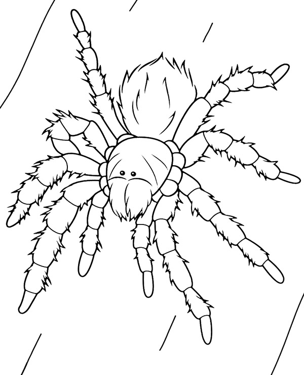 Big spider tarantula coloring page