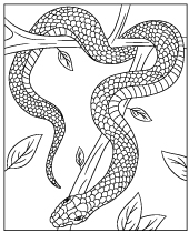 Snake coloring sheet black mamba