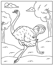 Flightless bird coloring sheet ostrich