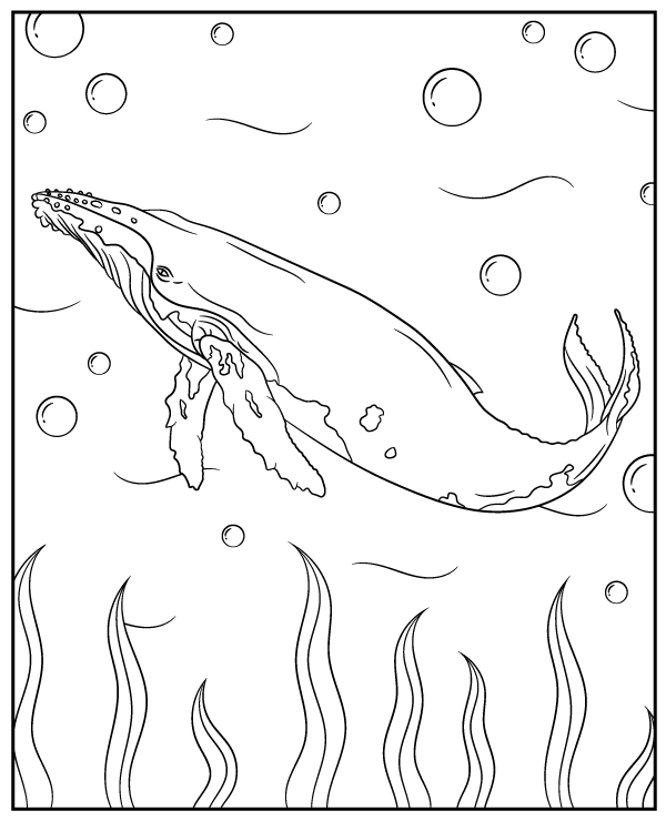 Printable coloring page humpback whale - Topcoloringpages.net