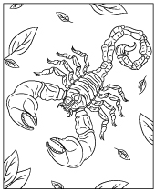 Animal scorpio coloring sheet