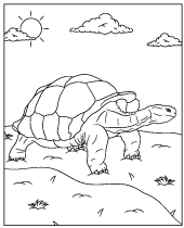 Giant galapagos turtle coloring page