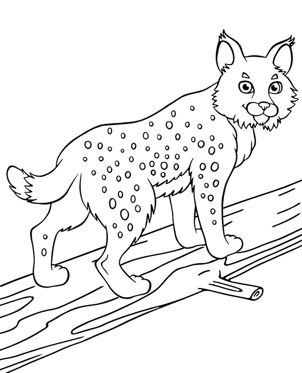 detailed coloring pages of animals