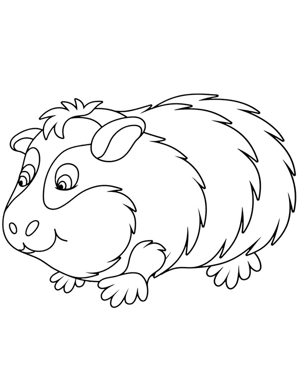 Print guinea pig coloring page - Topcoloringpages.net