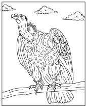 African vulture coloring page