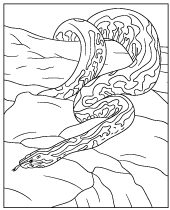 Big python snake coloring page sheet
