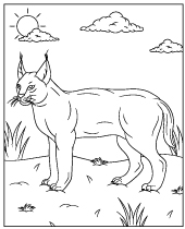 Cat caracal coloring pages sheets