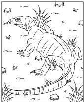 The biggest lizard coloring page komodo dragon
