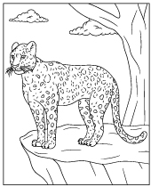 WIld leopard coloring page picture