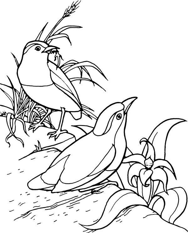 Birds coloring pages to print