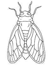 Cicada coloring sheet with an insect
