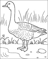 Birds coloring pages goose