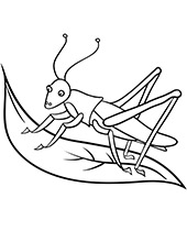 Insect coloring page grasshopper