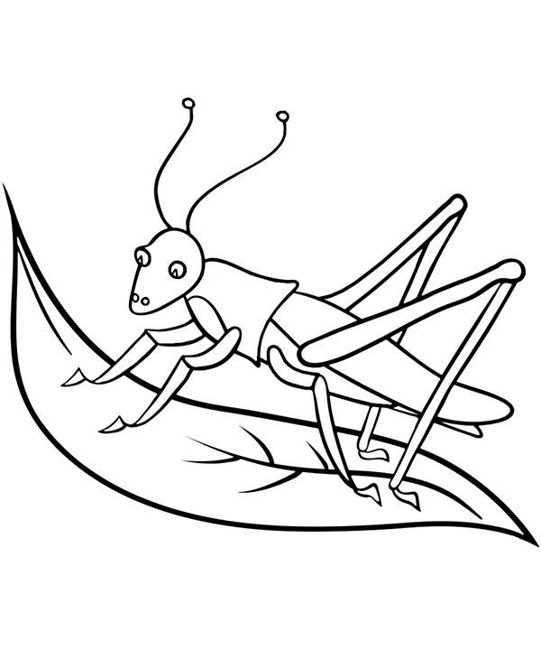 Grasshopper insect coloring page