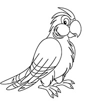 Birds coloring pages parrot