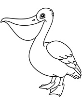 Birds coloring pages pelican