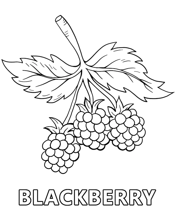 Blackberries on a branch coloring page for children