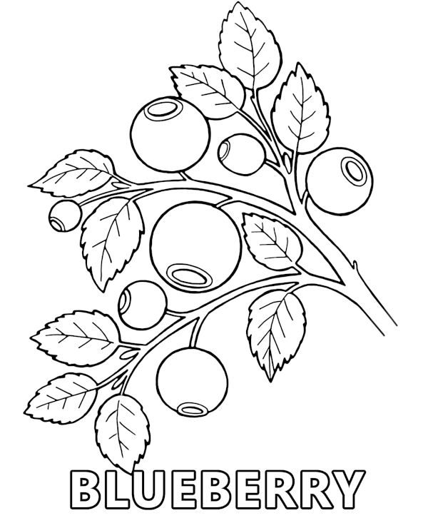 Wild blueberry coloring page to print forest fruit