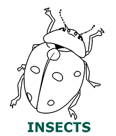 Insects coloring pages category cover