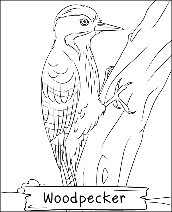 Woodpecker on a tree coloring page bird