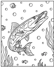 Barracuda printable coloring page for children