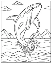 Killer whale coloring page for children