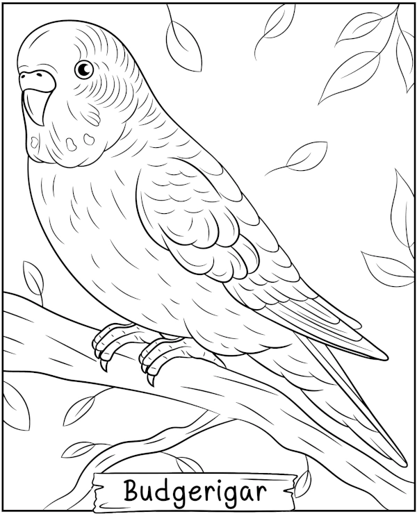 Parrot budgerigar coloring page bird