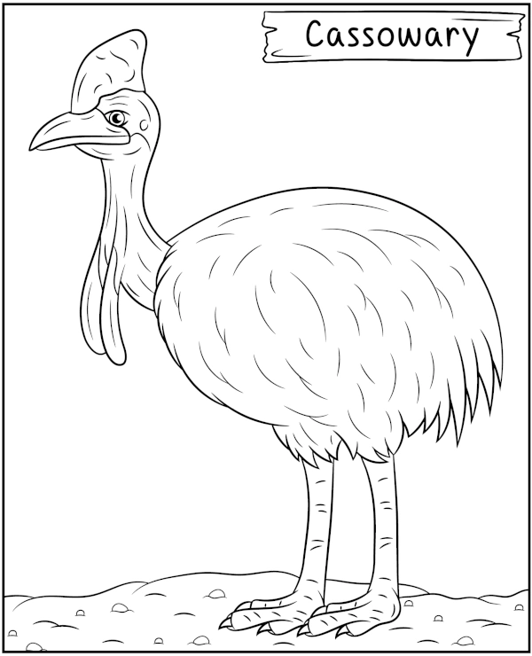Cassowary coloring page to print bird