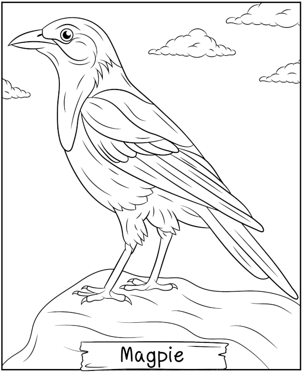 Magpie coloring page to print bird