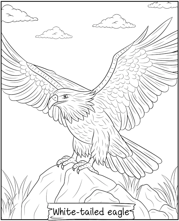 White-tailed eagle coloring page bird of prey