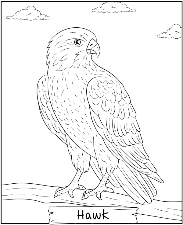 Hawk Coloring Page Bird of Pray