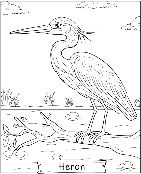 Printable heron coloring page bird