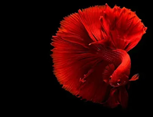 The Meaning and Use of Red in Art and Nature