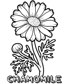 Blooming chamomile flower coloring page to print