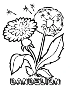 Dandelion coloring picture for kids