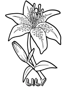 Blooming lily flower coloring page to print