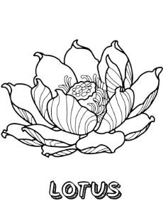 Printable lotus flower coloring page to print