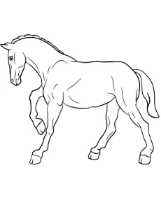 Realistic horse coloring page ful body