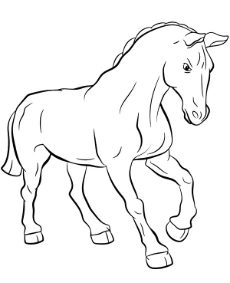 Front of a horse coloring page