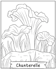 Printable Chanterelle coloring page forest mushroom