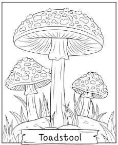 Printable toadstool coloring page forest mushroom