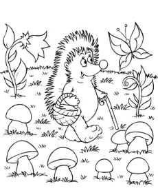 Hedgehog in the forest